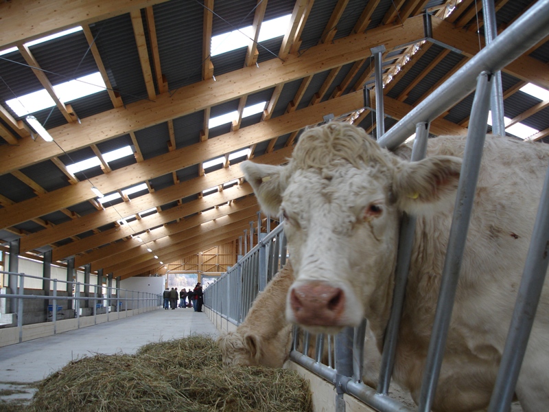 Cunkov- stáje pro chov býků - WOLF System