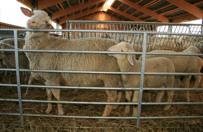  ovčín - zemědělské stavby -  WOLF SYSTEM